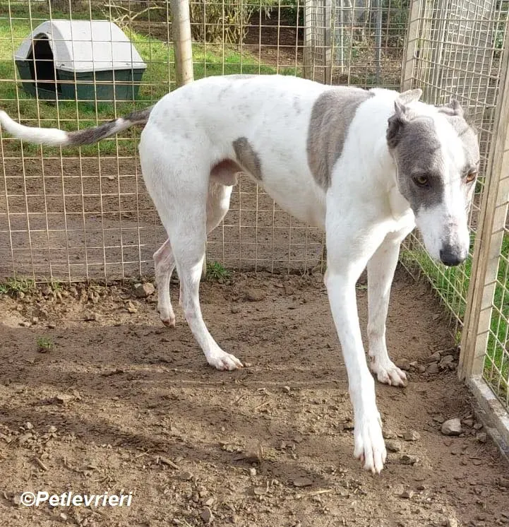Hugie adozione levrieri greyhound 2