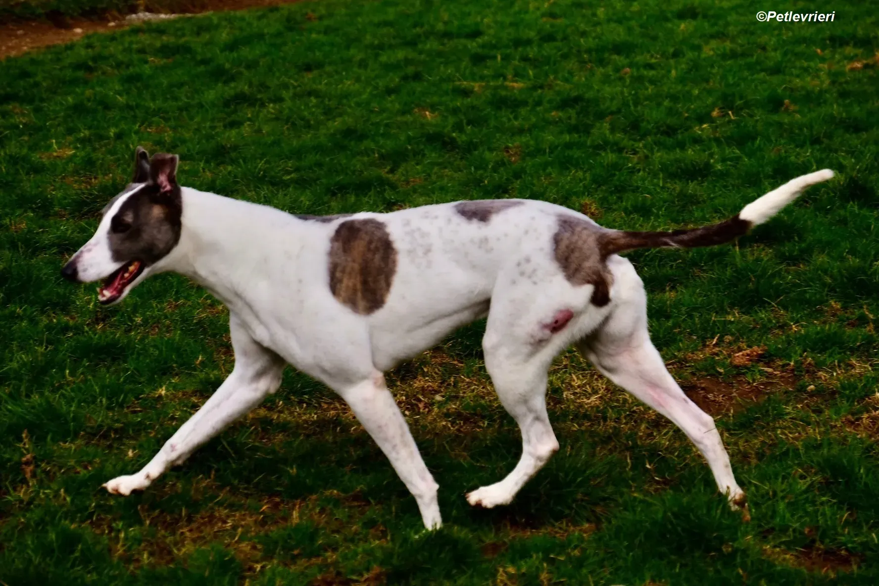 Hugie adozione levrieri greyhound 21