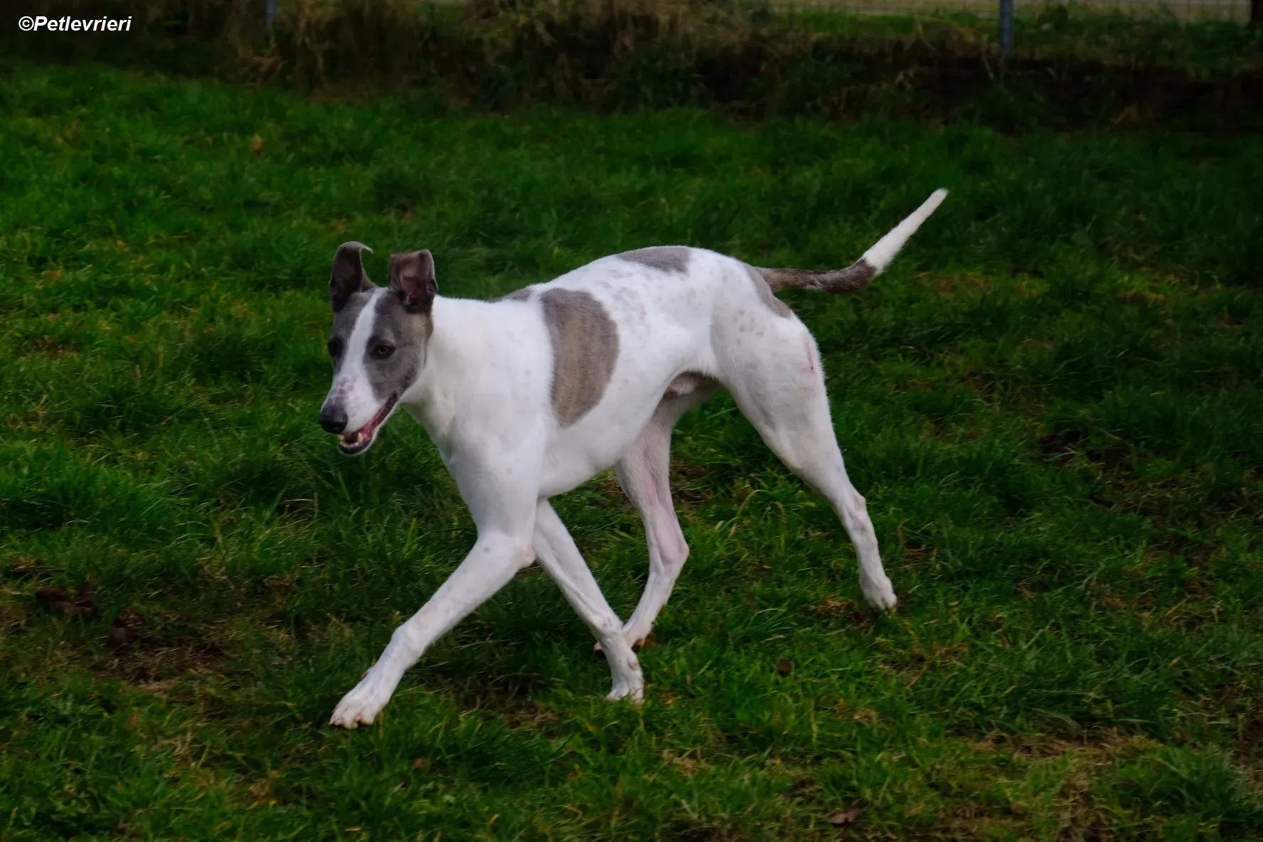 Hugie adozione levrieri greyhound 22