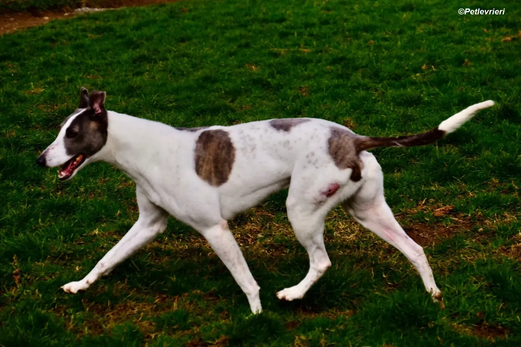 Hugie adozione levrieri greyhound 23