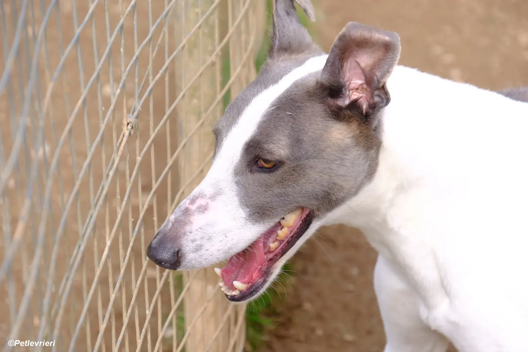 Hugie adozione levrieri greyhound 24