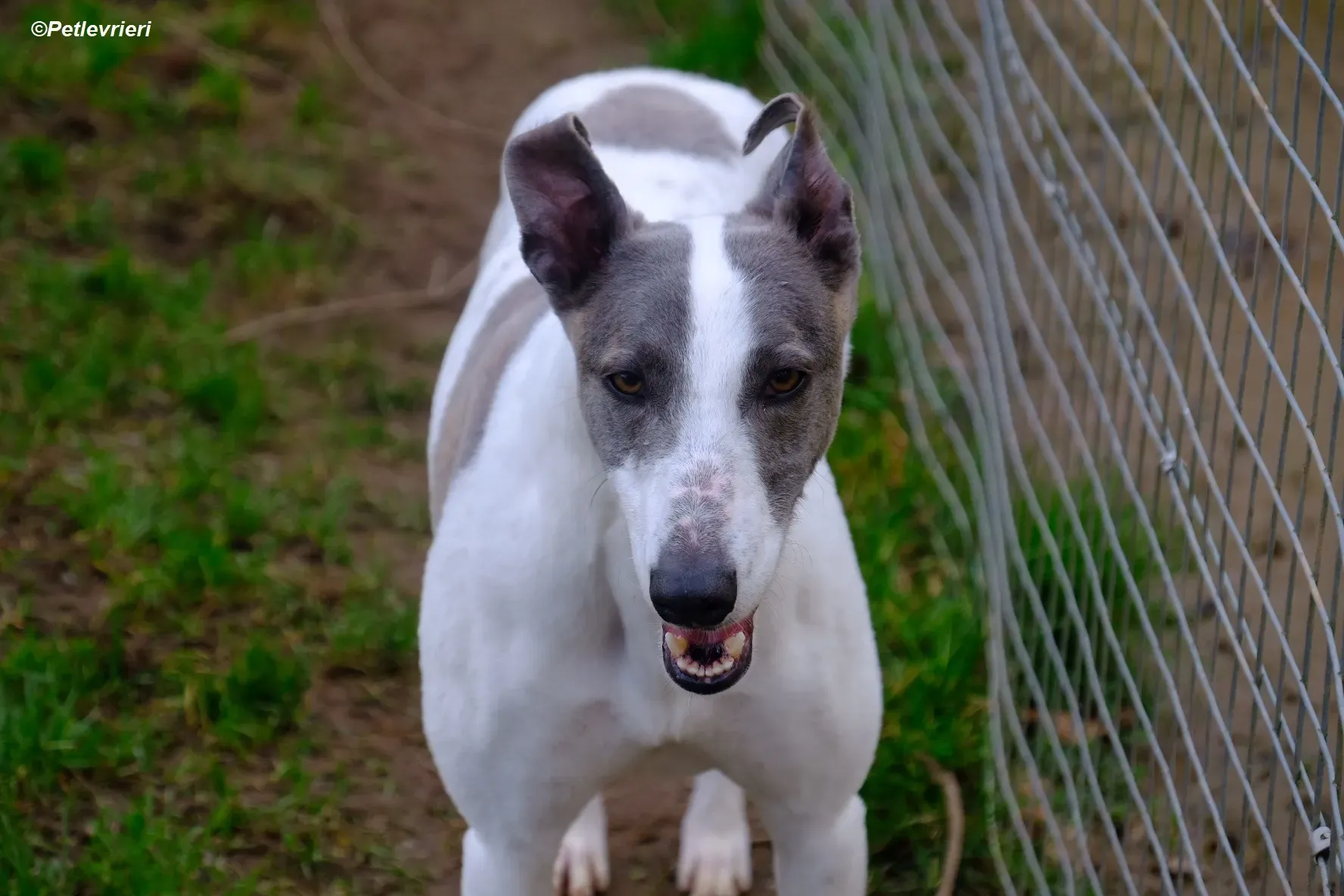 Hugie adozione levrieri greyhound 25