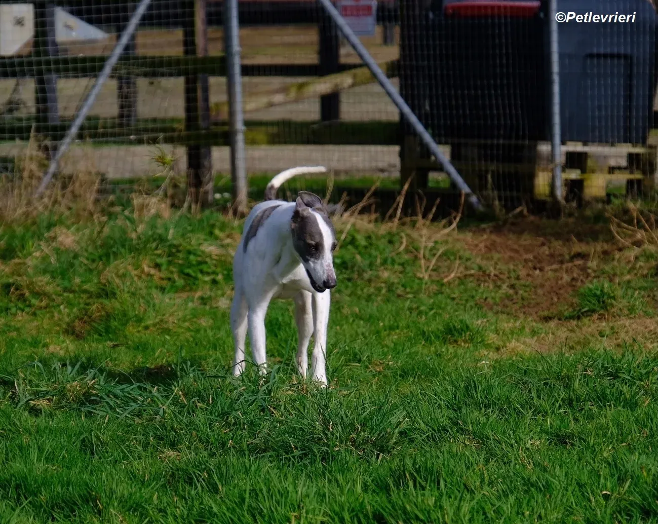 Hugie adozione levrieri greyhound 26