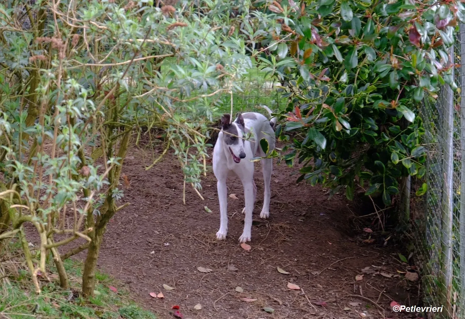 Hugie adozione levrieri greyhound 27