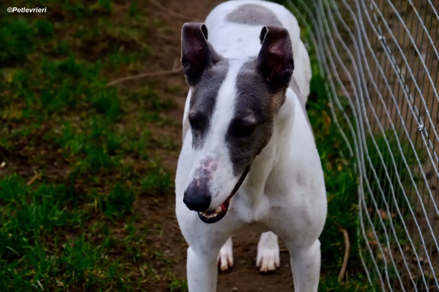 Hugie adozione levrieri greyhound 28