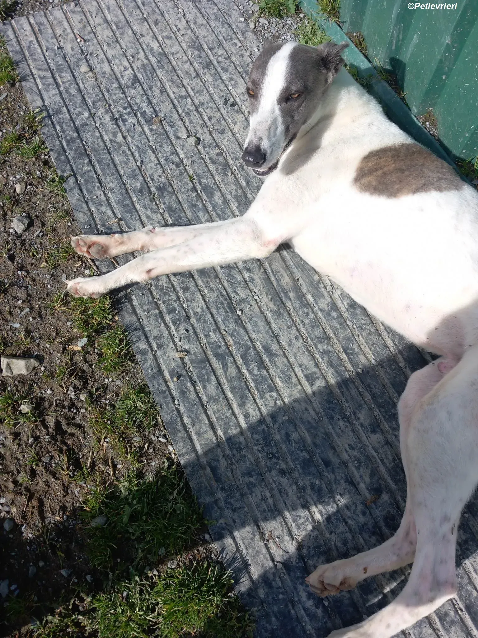 Hugie adozione levrieri greyhound 29