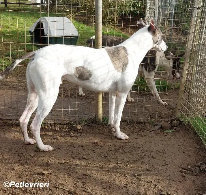 Hugie adozione levrieri greyhound 3
