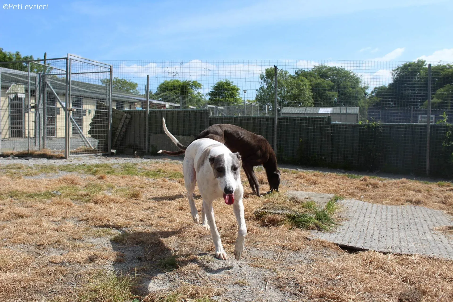 Hugie adozione levrieri greyhound 30