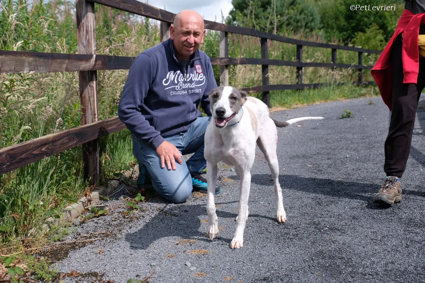 Hugie adozione levrieri greyhound 31