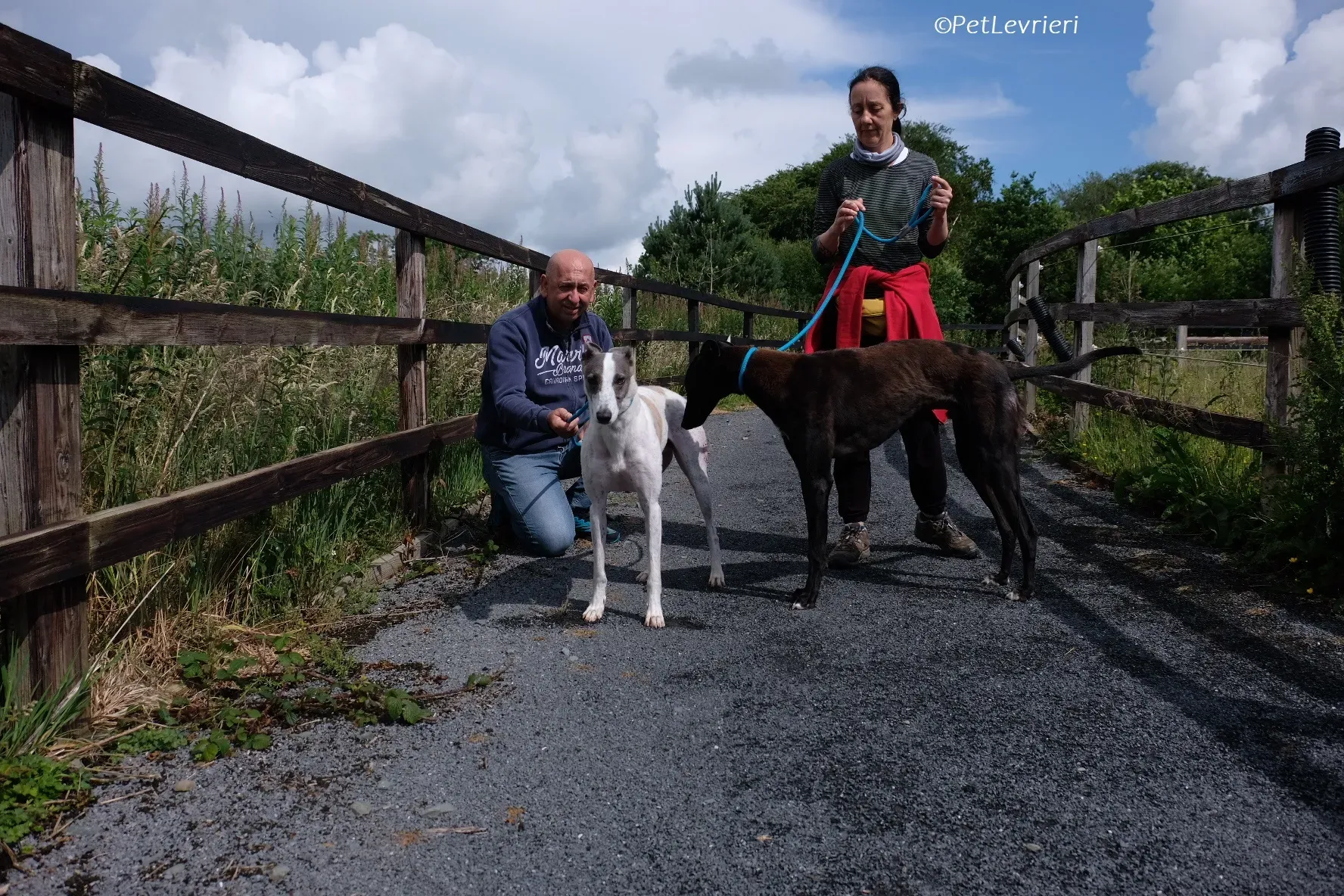 Hugie adozione levrieri greyhound 32