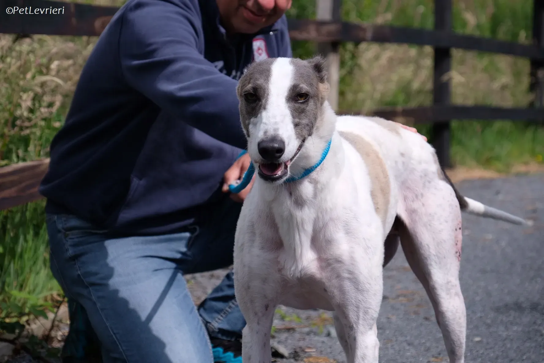 Hugie adozione levrieri greyhound 33