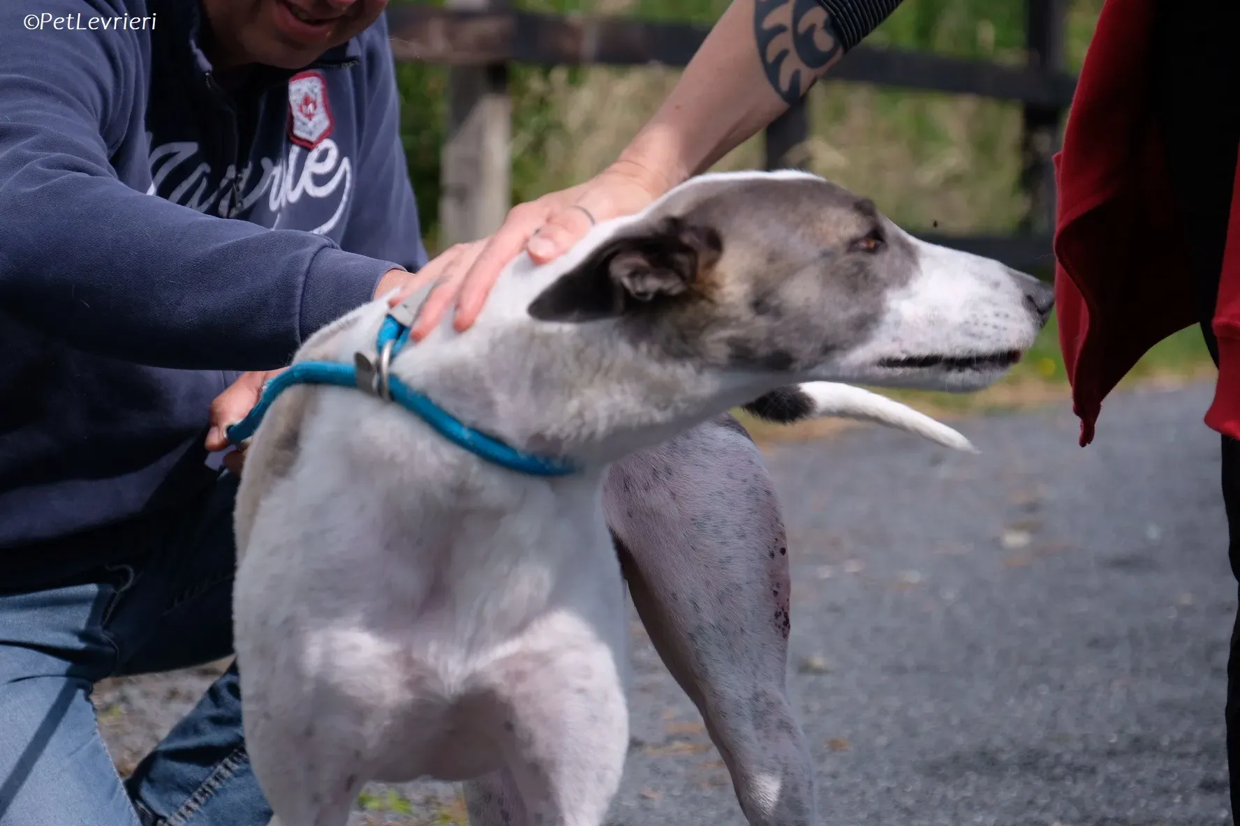 Hugie adozione levrieri greyhound 34