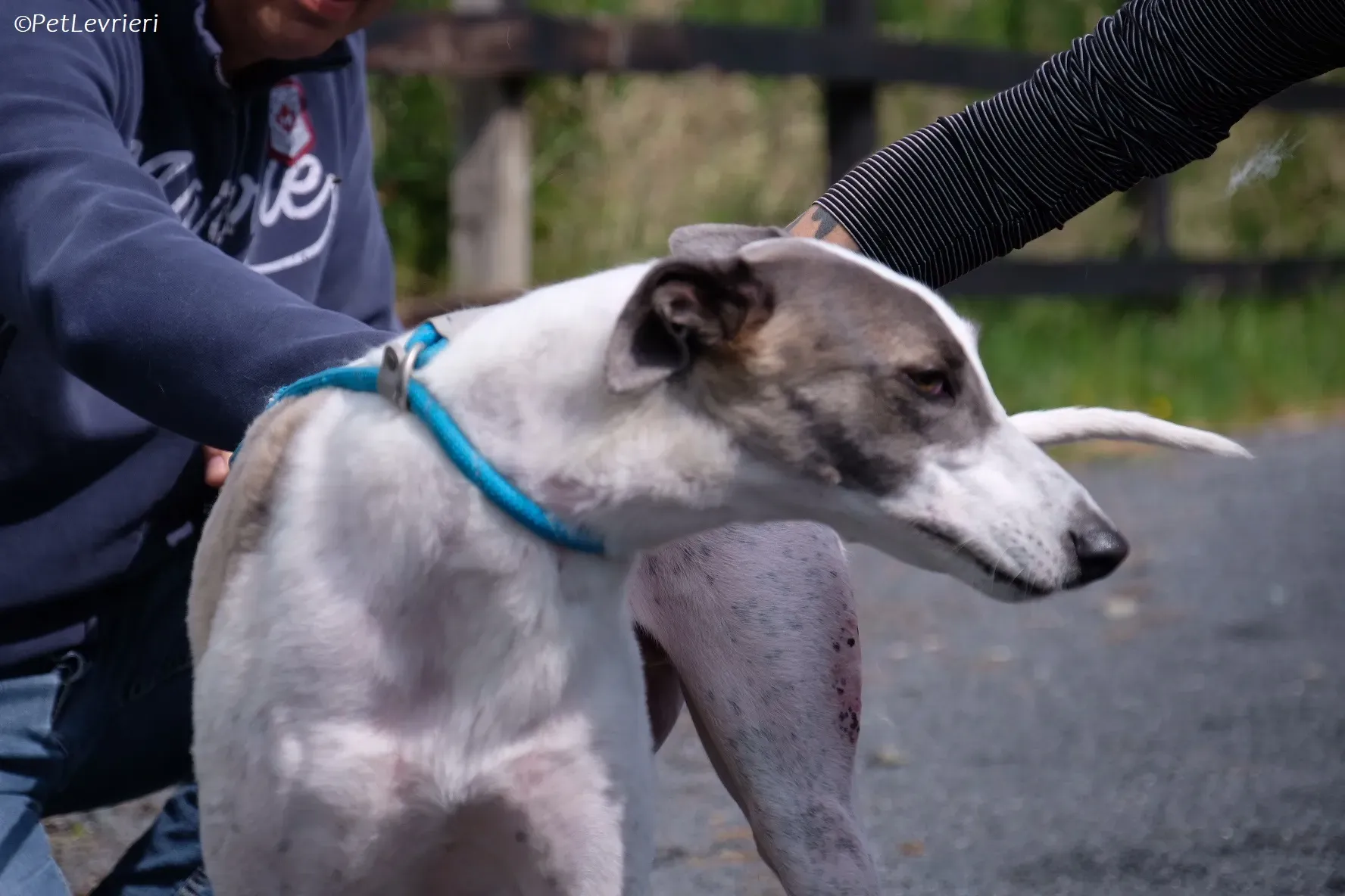 Hugie adozione levrieri greyhound 35