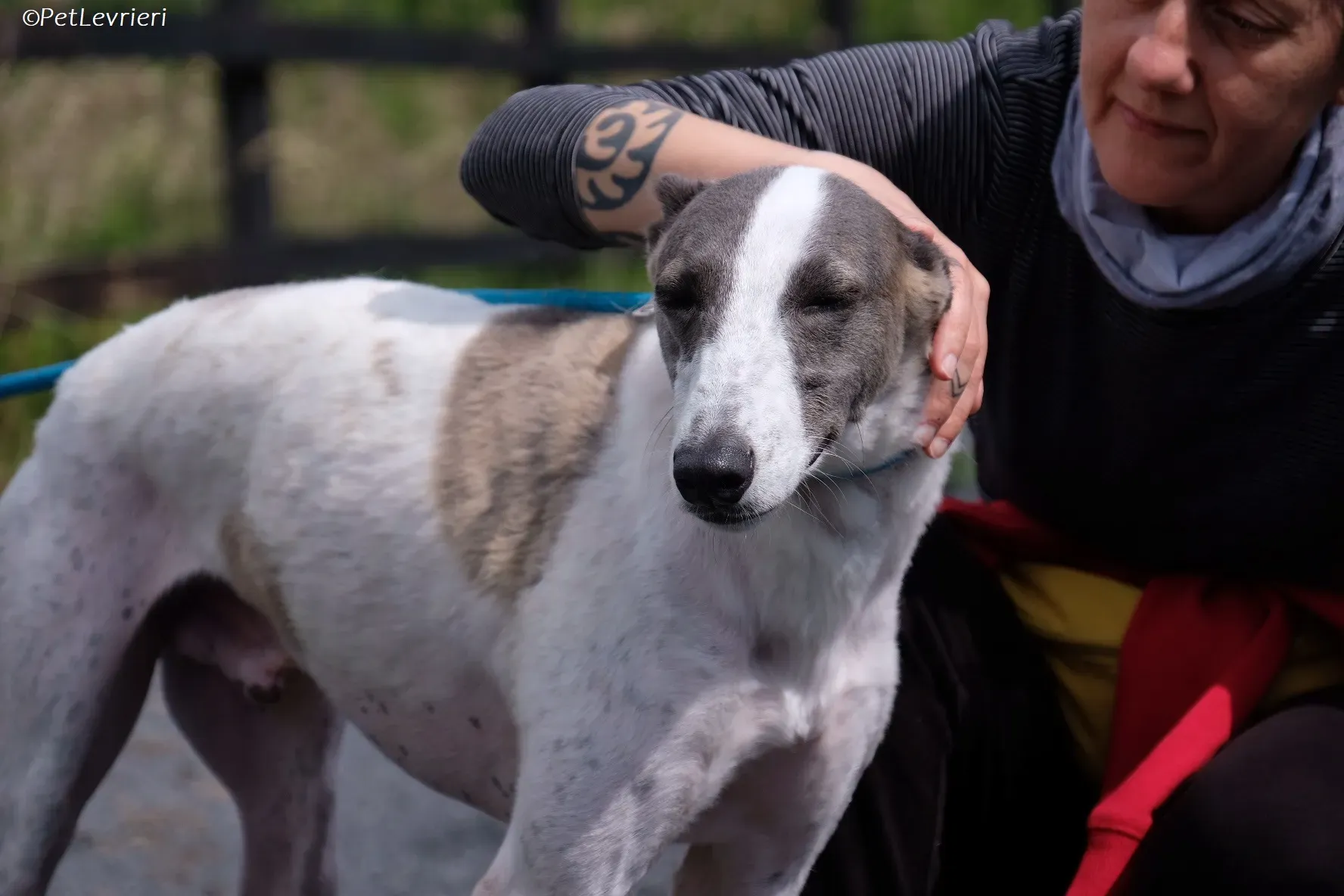 Hugie adozione levrieri greyhound 36