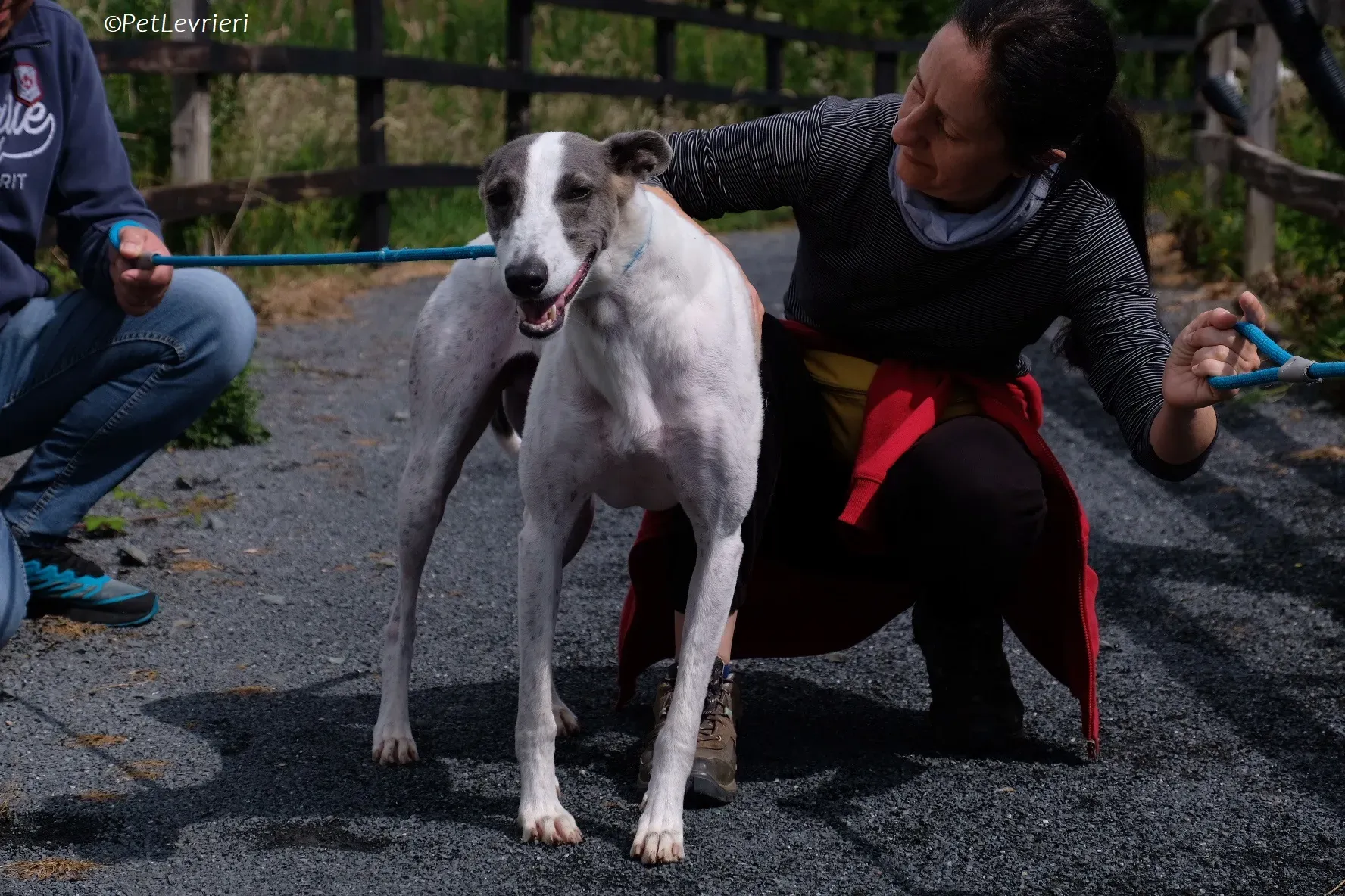 Hugie adozione levrieri greyhound 37