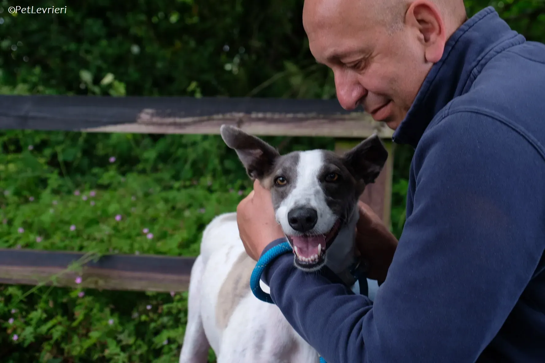 Hugie adozione levrieri greyhound 38