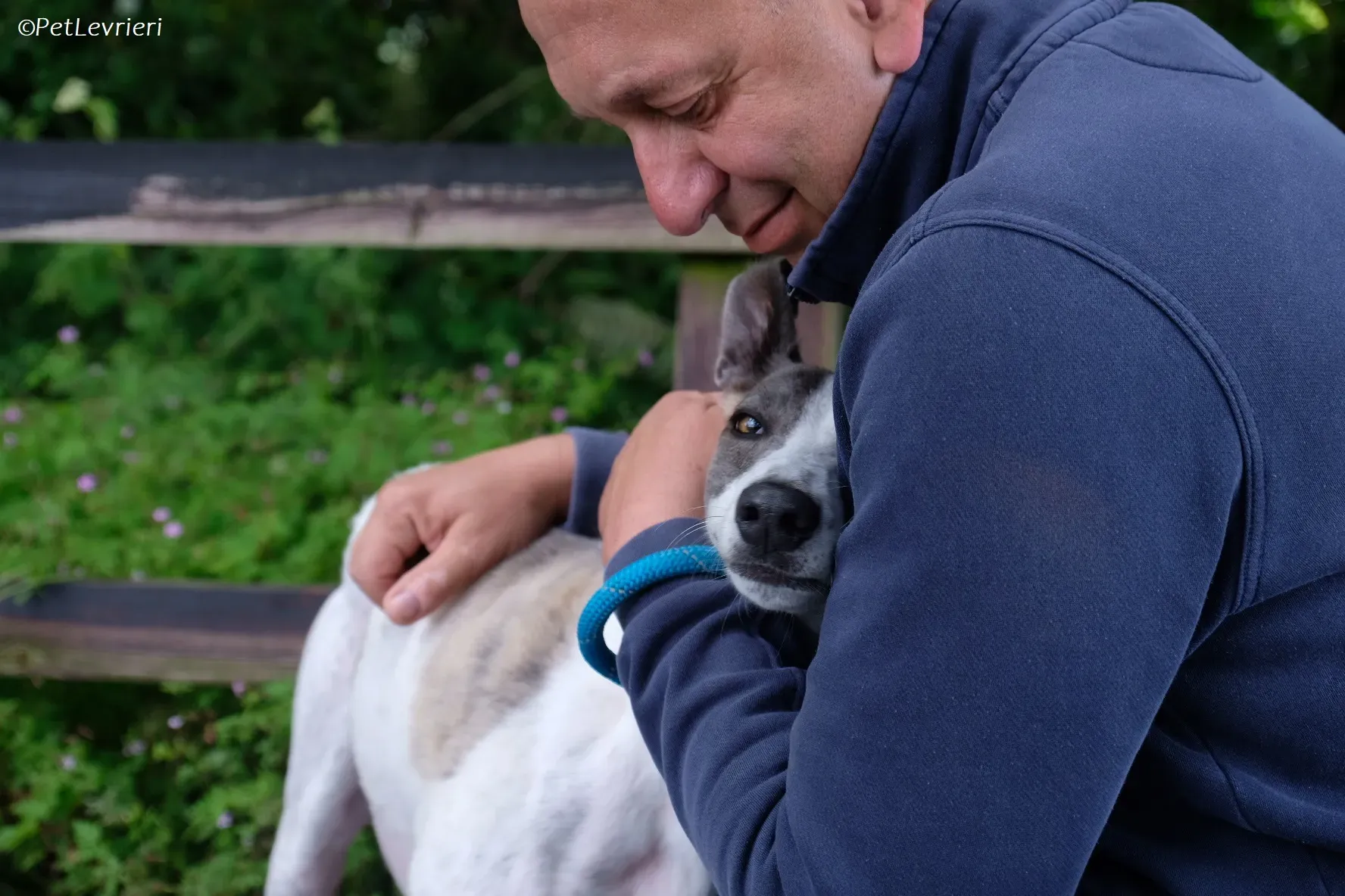 Hugie adozione levrieri greyhound 39