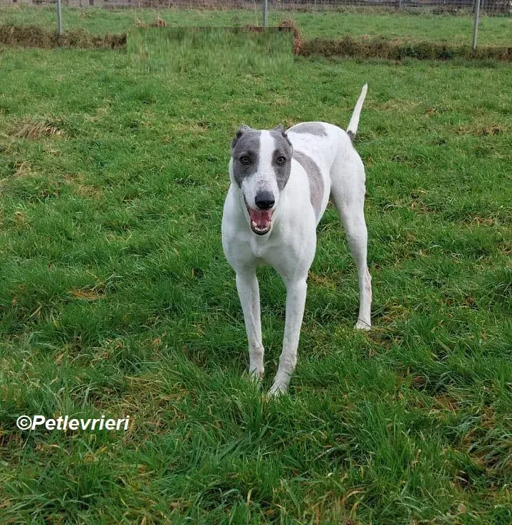 Hugie adozione levrieri greyhound 4