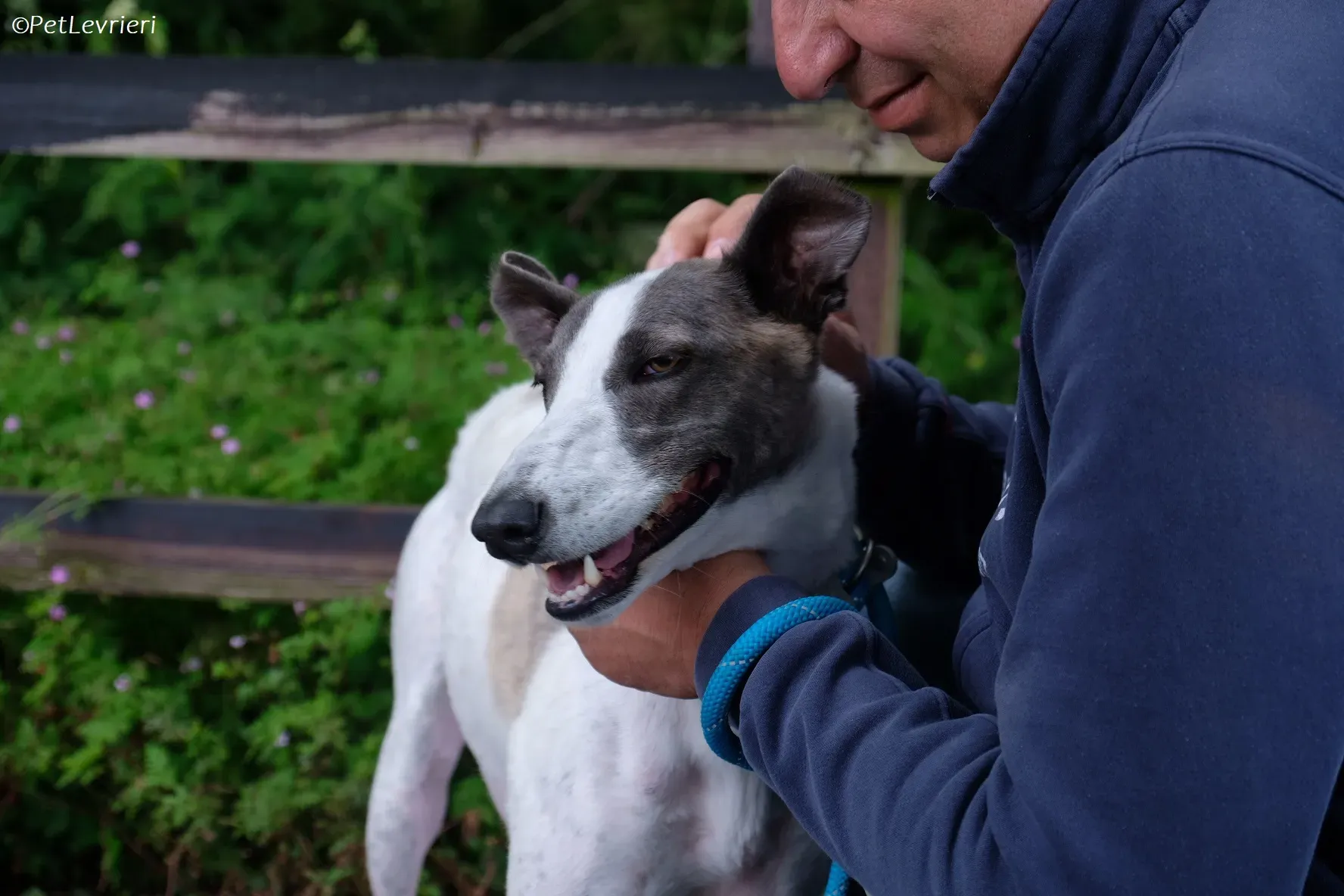 Hugie adozione levrieri greyhound 40