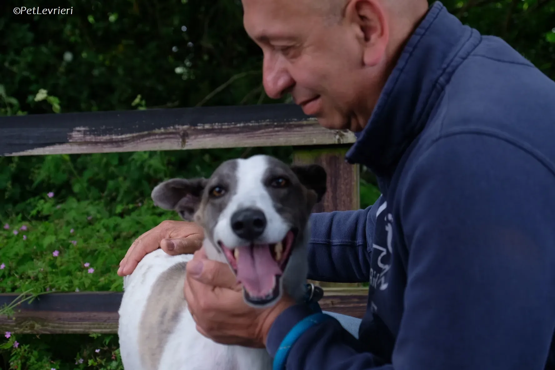 Hugie adozione levrieri greyhound 41