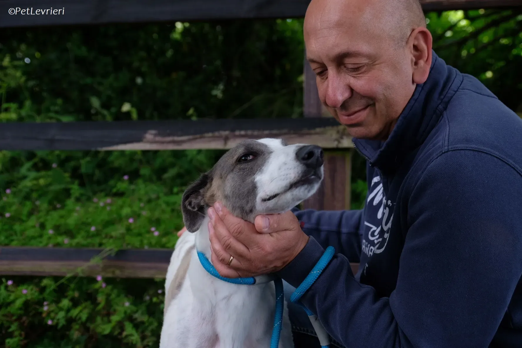 Hugie adozione levrieri greyhound 42