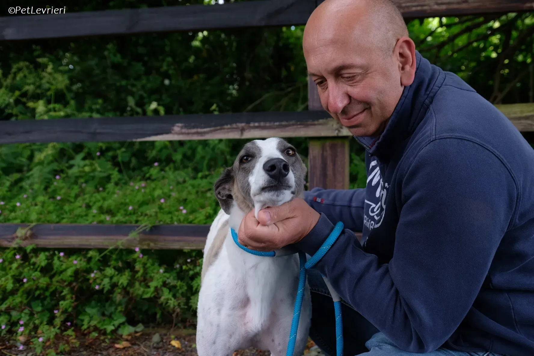 Hugie adozione levrieri greyhound 43