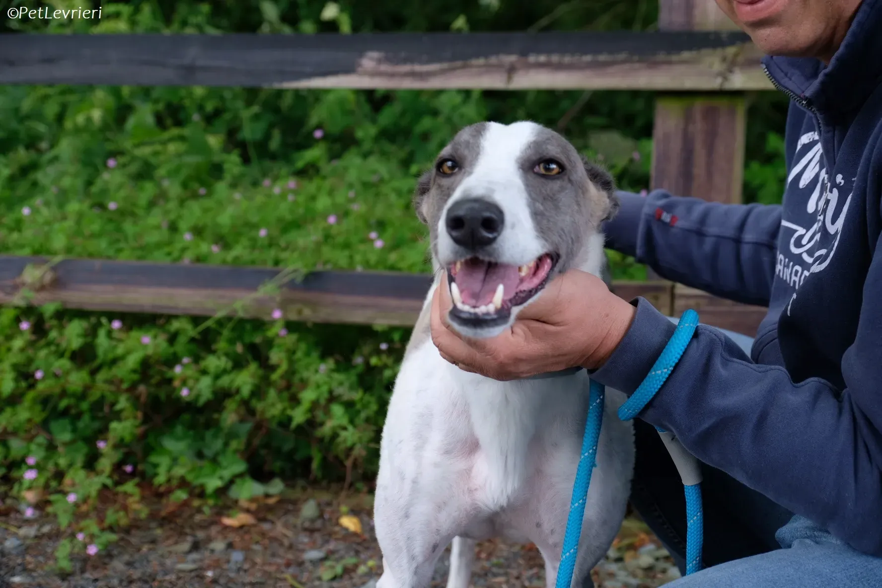 Hugie adozione levrieri greyhound 44