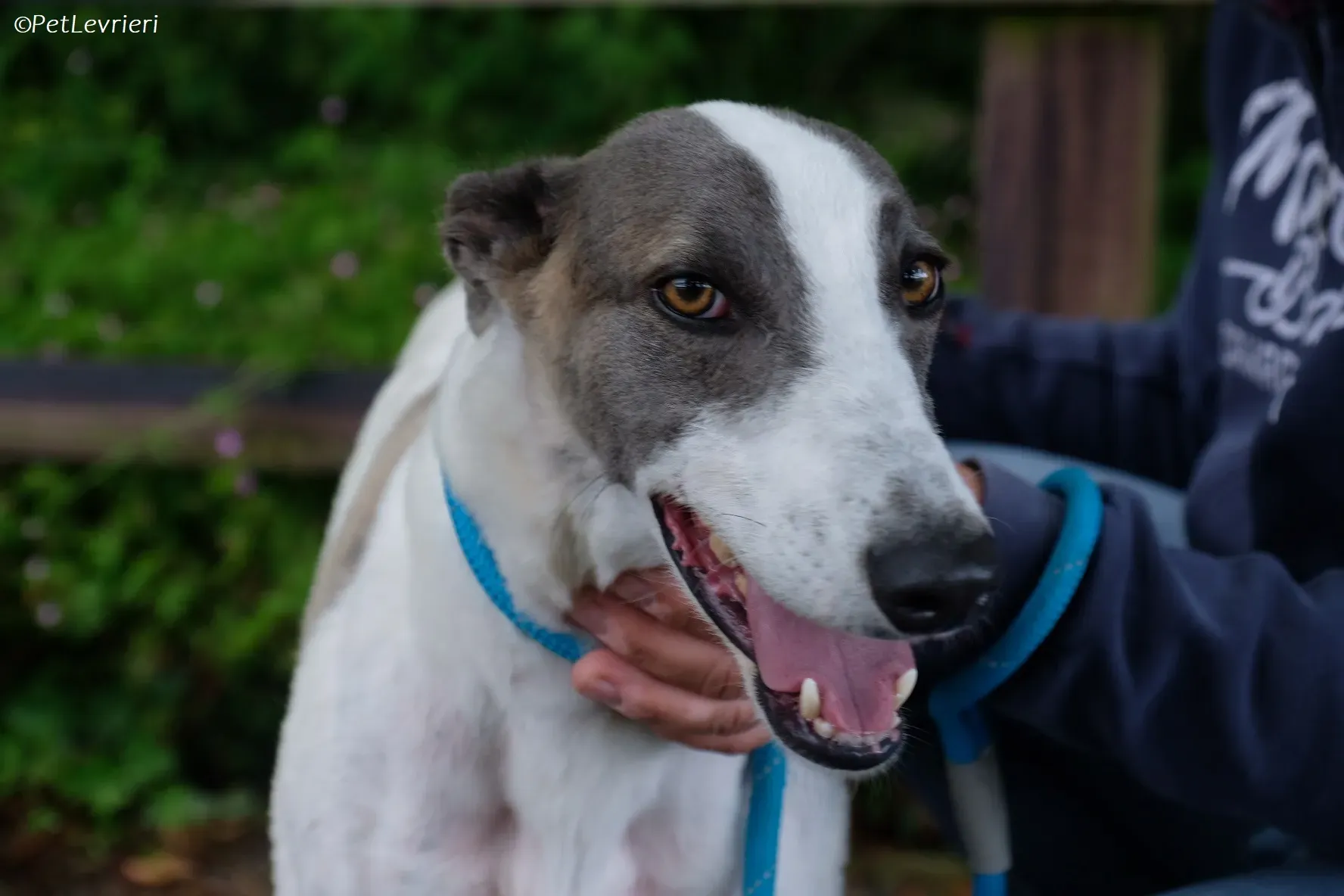 Hugie adozione levrieri greyhound 45