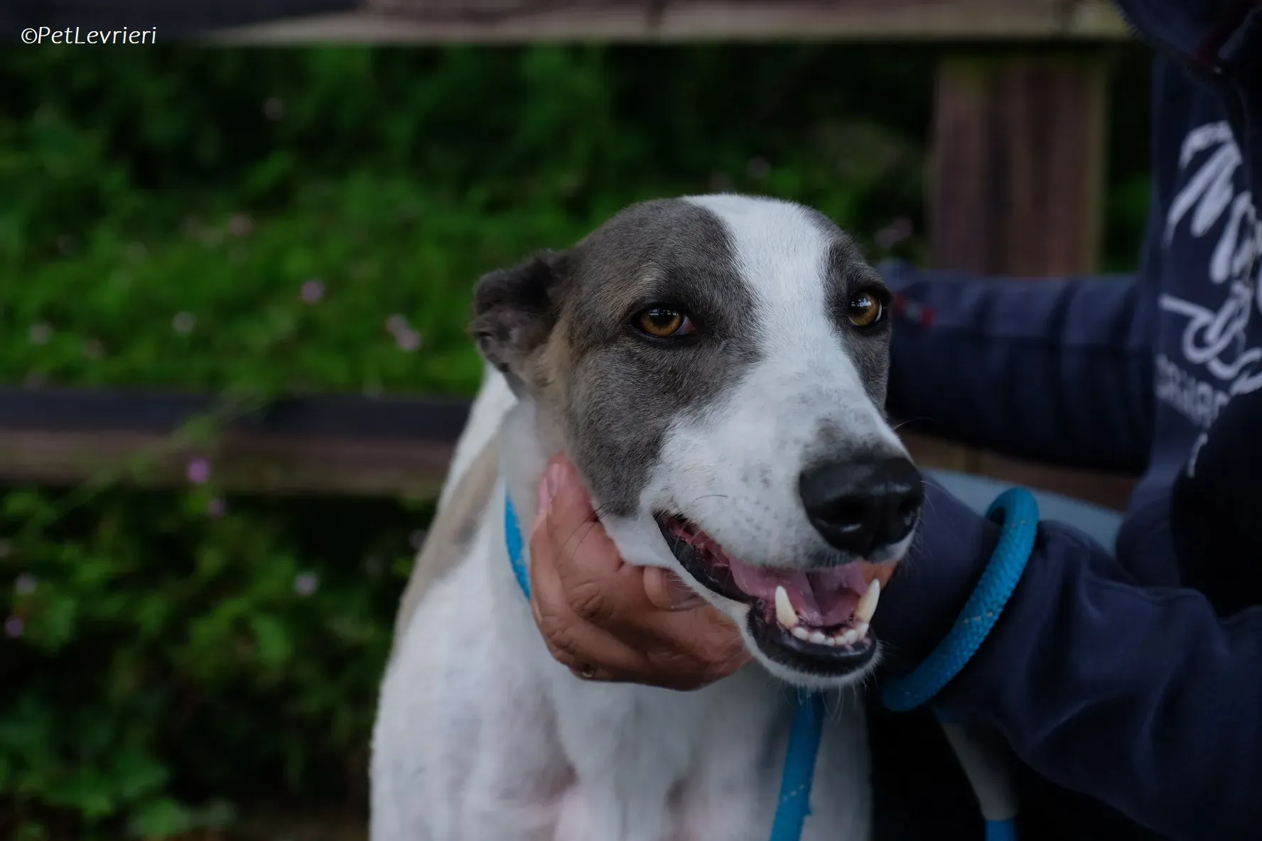 Hugie adozione levrieri greyhound 46