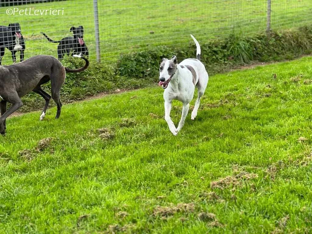 Hugie adozione levrieri greyhound 47