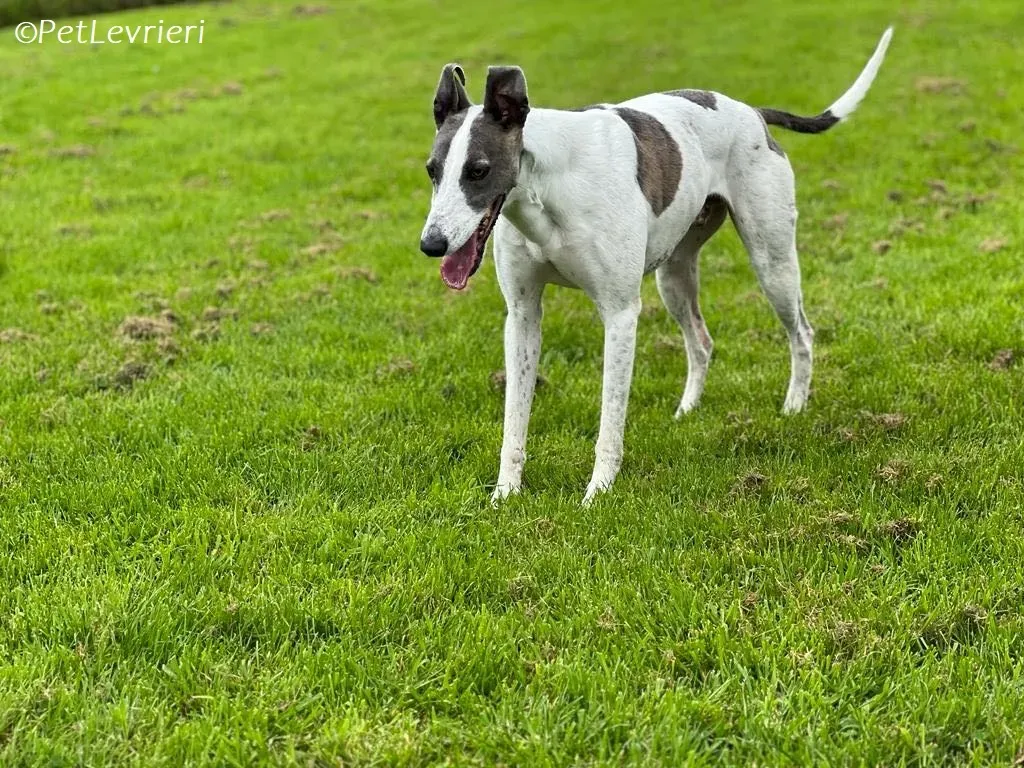 Hugie adozione levrieri greyhound 48
