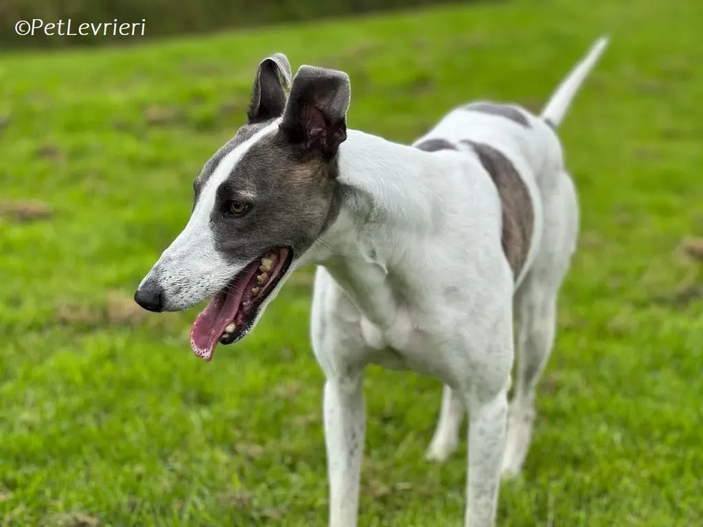 Hugie adozione levrieri greyhound 49