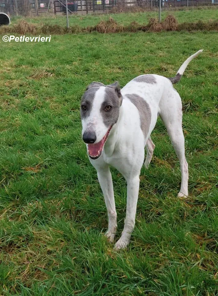 Hugie adozione levrieri greyhound 5