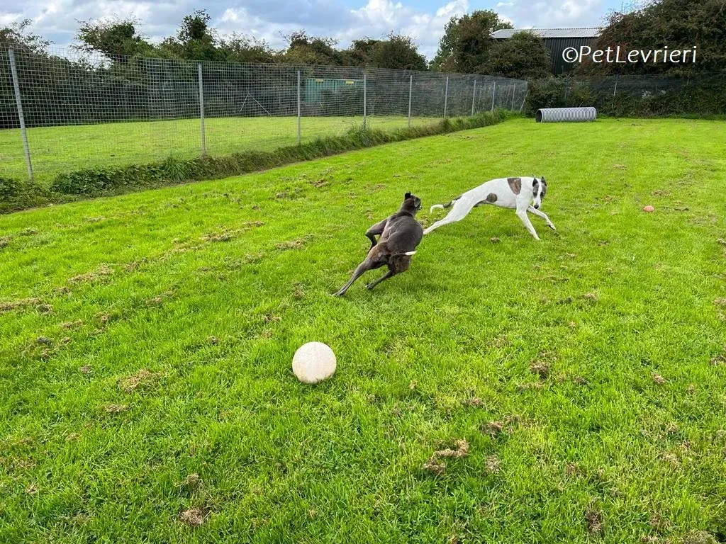 Hugie adozione levrieri greyhound 50