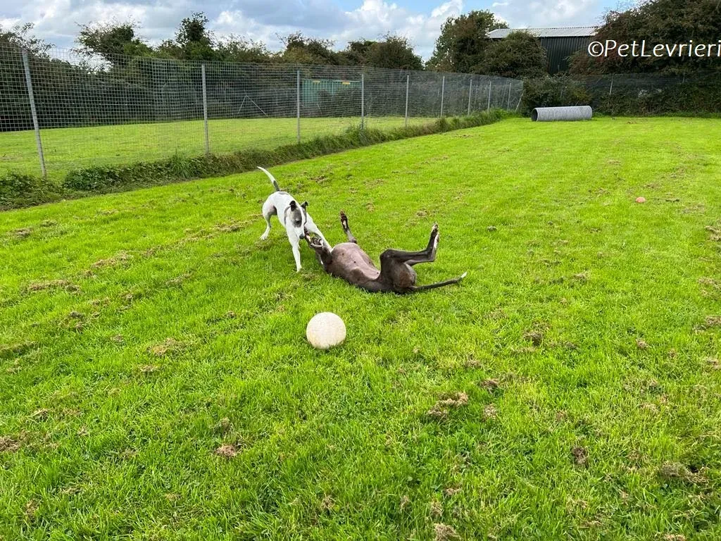 Hugie adozione levrieri greyhound 51