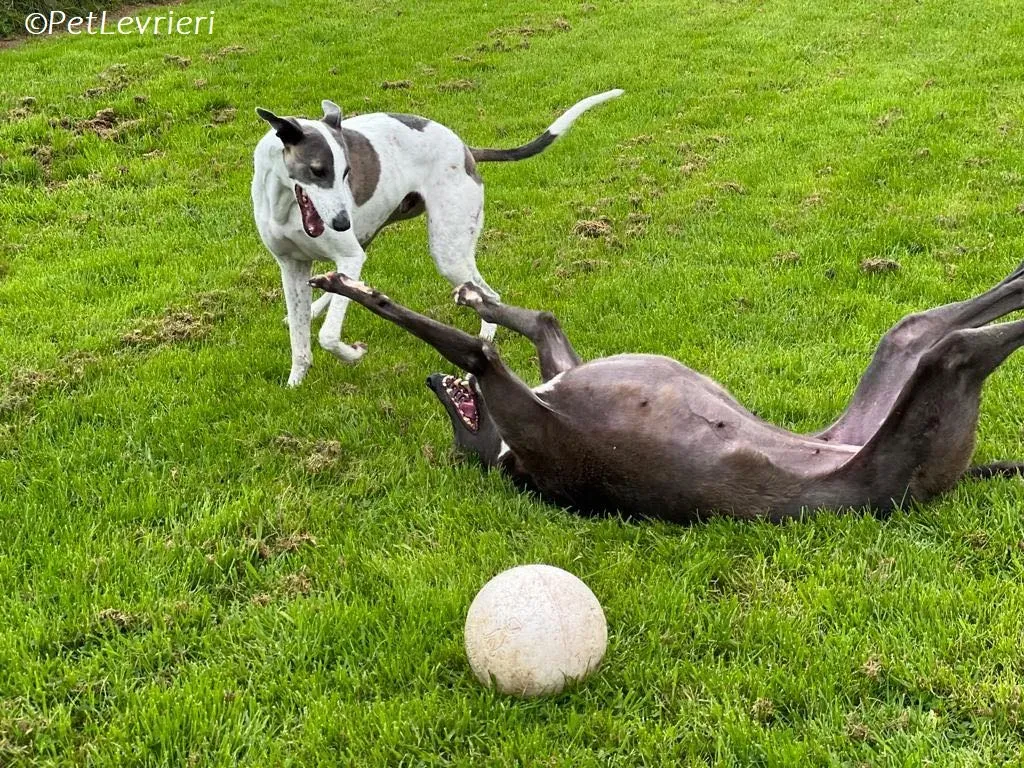 Hugie adozione levrieri greyhound 52