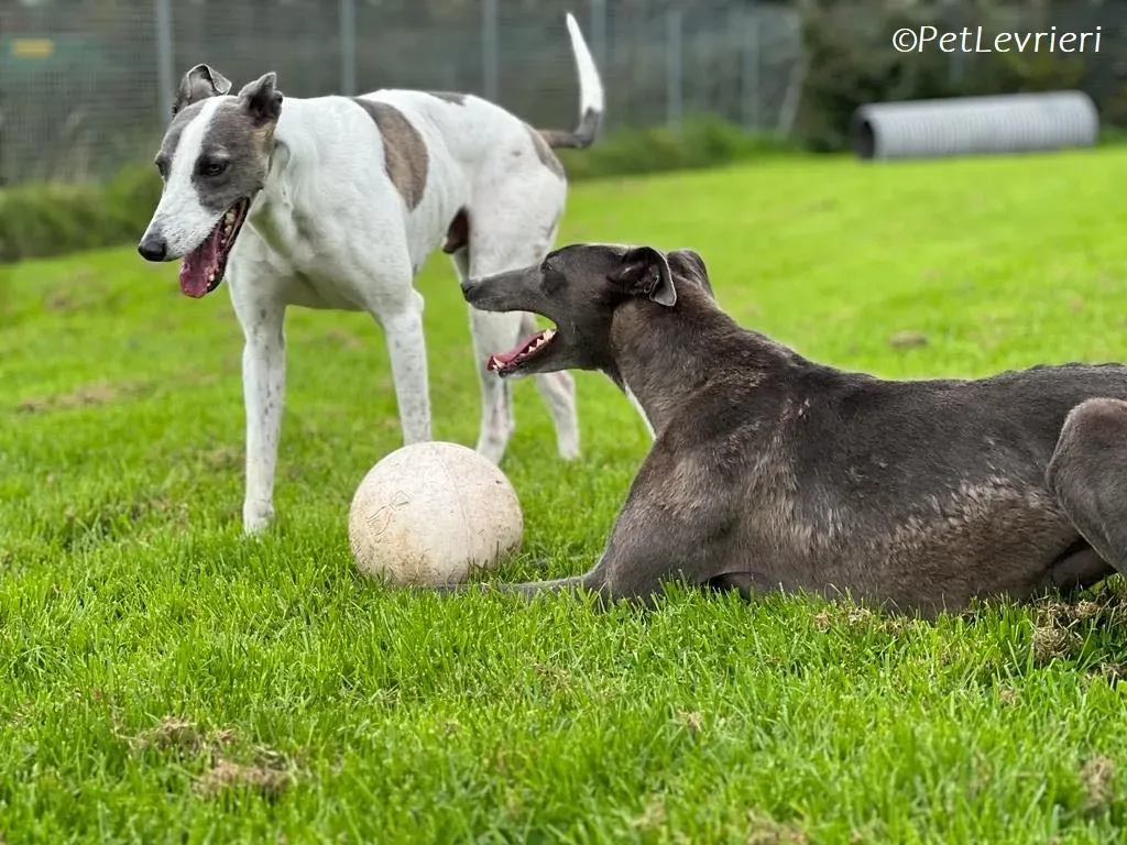 Hugie adozione levrieri greyhound 53