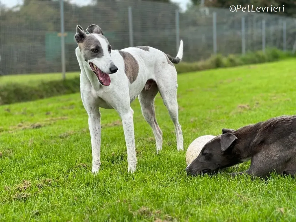 Hugie adozione levrieri greyhound 54