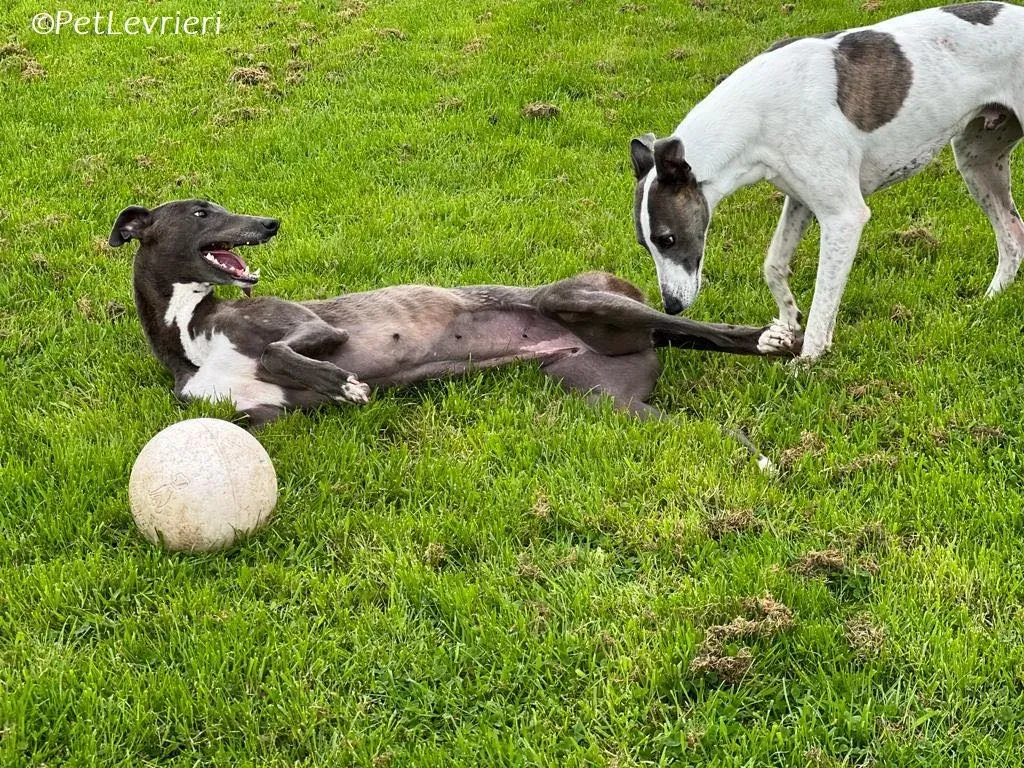 Hugie adozione levrieri greyhound 55