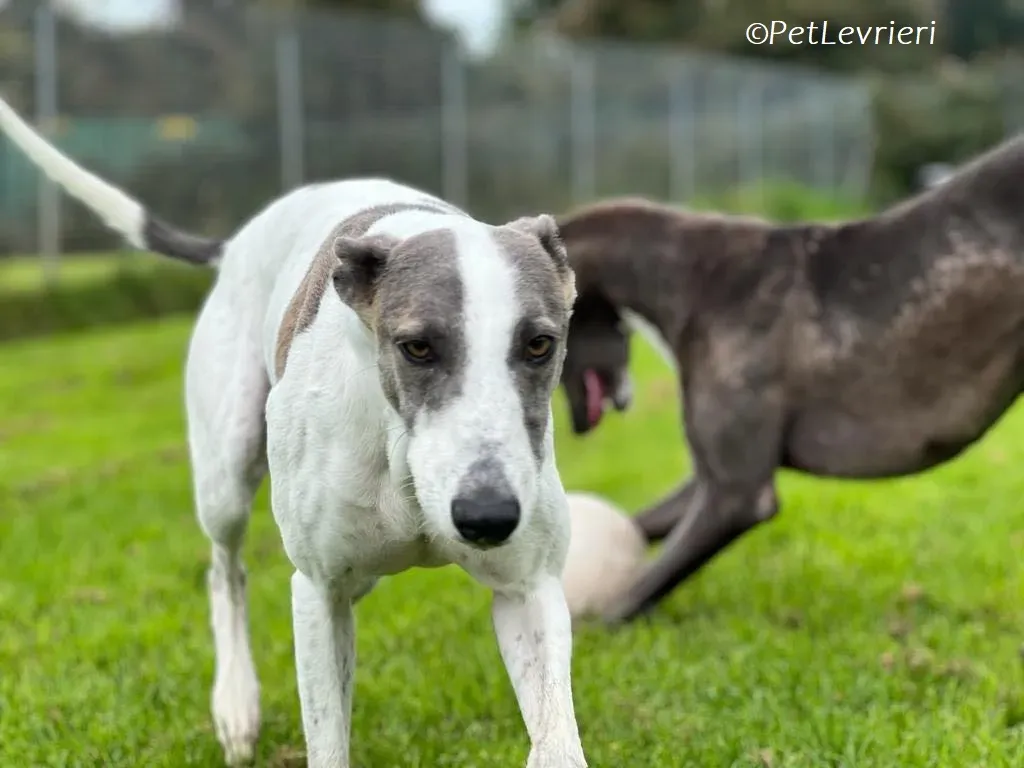 Hugie adozione levrieri greyhound 56