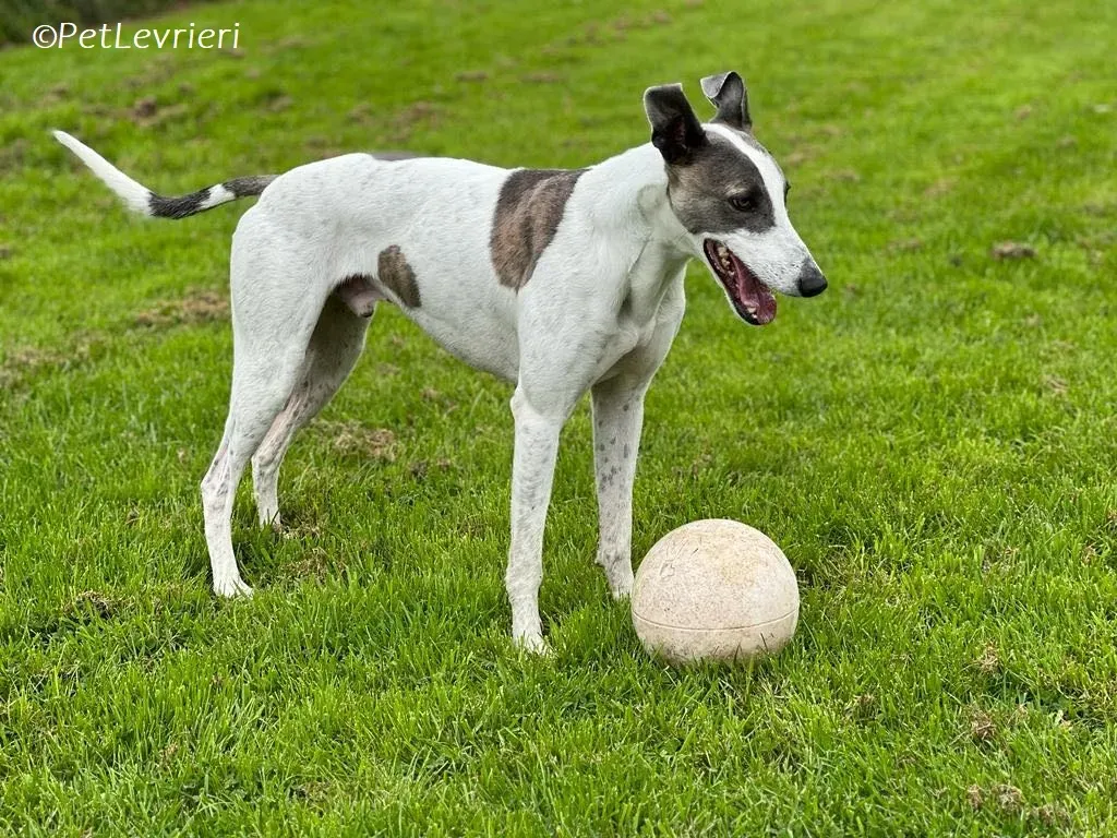 Hugie adozione levrieri greyhound 57