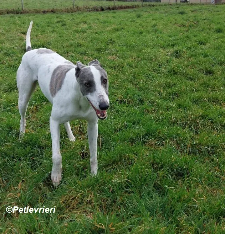 Hugie adozione levrieri greyhound 6
