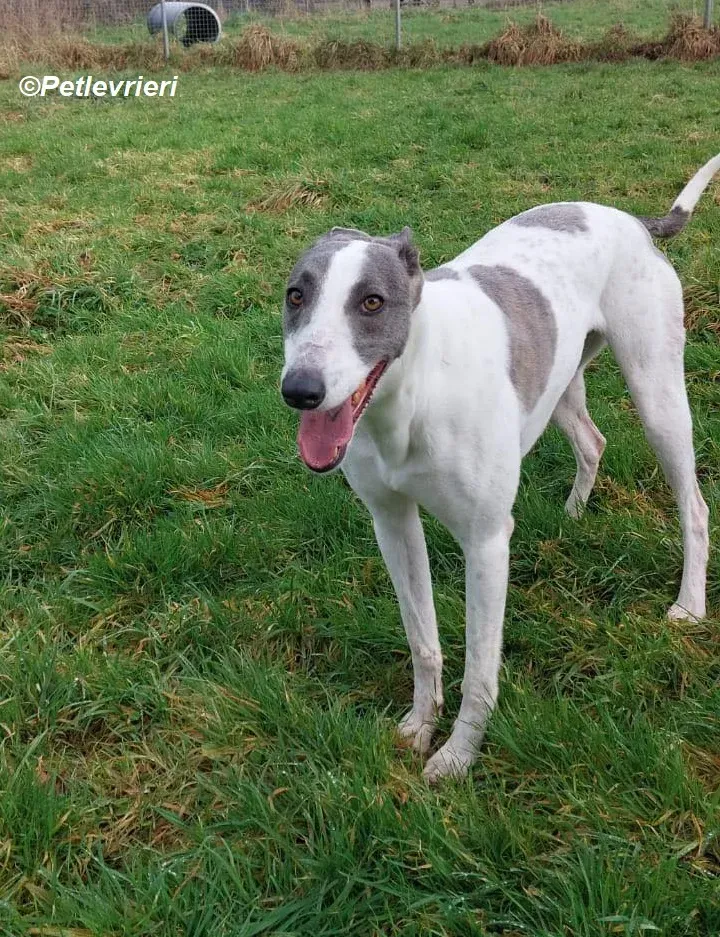 Hugie adozione levrieri greyhound 8