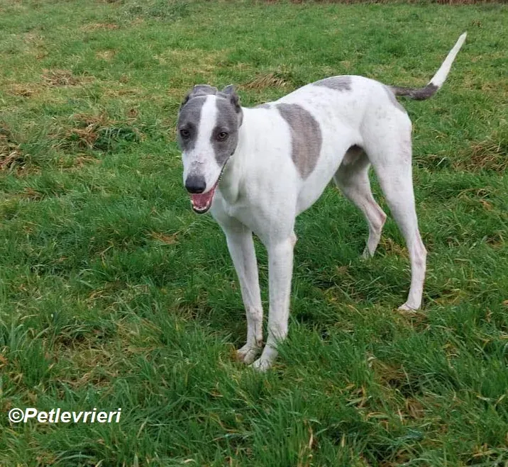 Hugie adozione levrieri greyhound 9