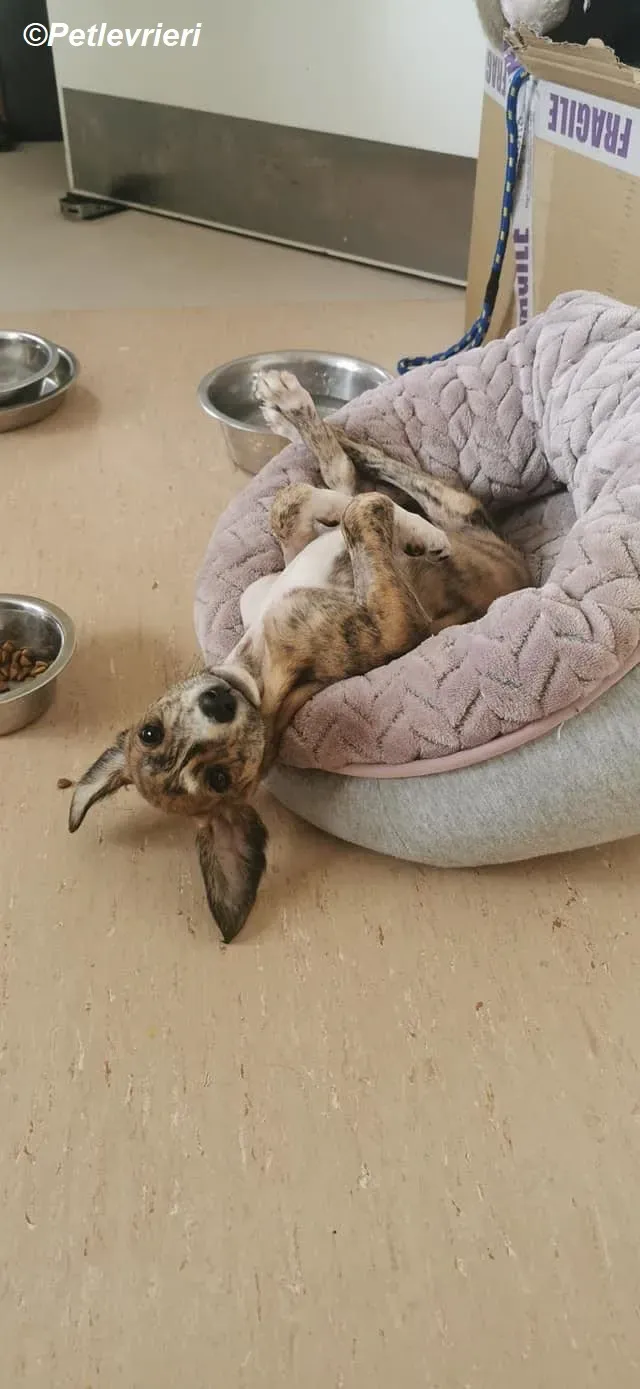 Hugo adozione levrieri greyhound 1