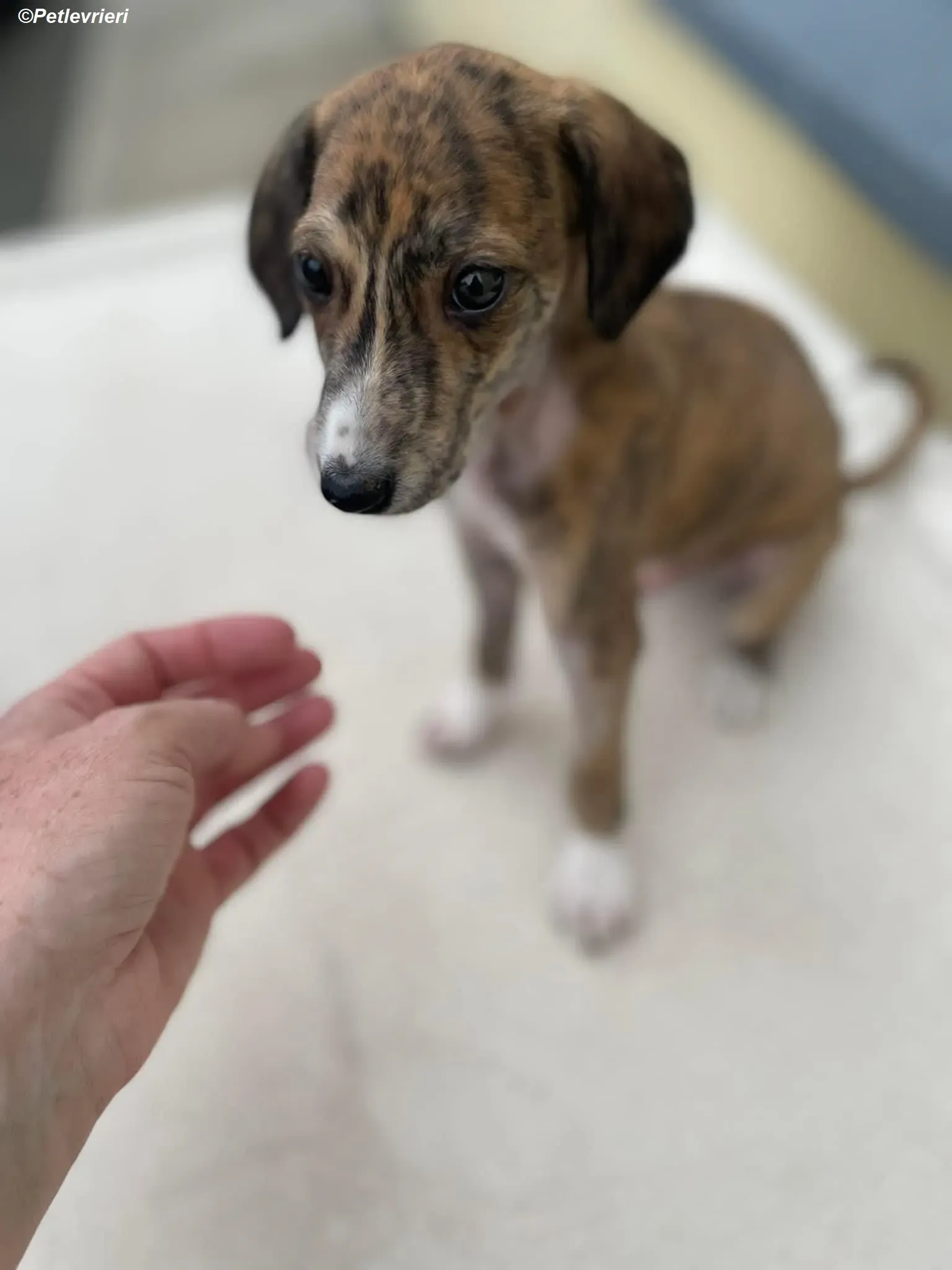 Hugo adozione levrieri greyhound 10