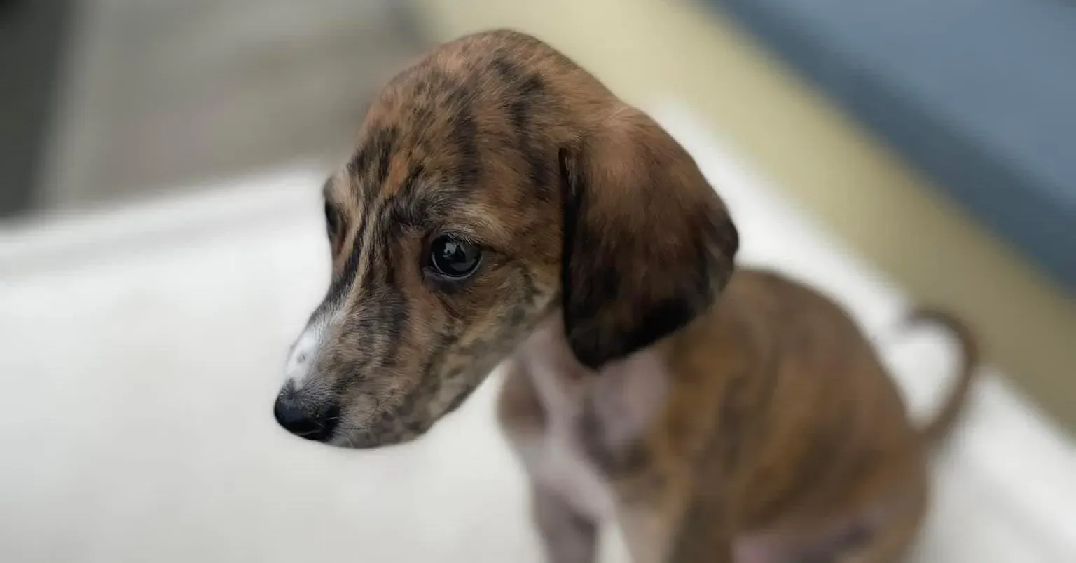 Hugo adozione levrieri greyhound 11 e1659713973518