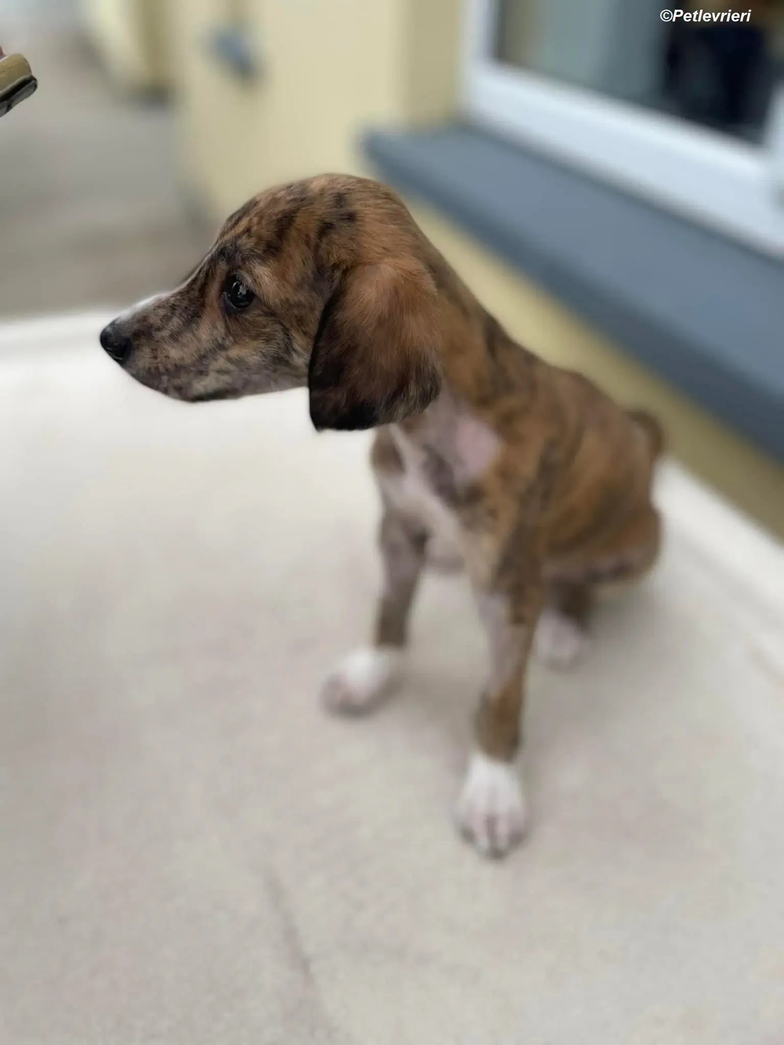 Hugo adozione levrieri greyhound 12