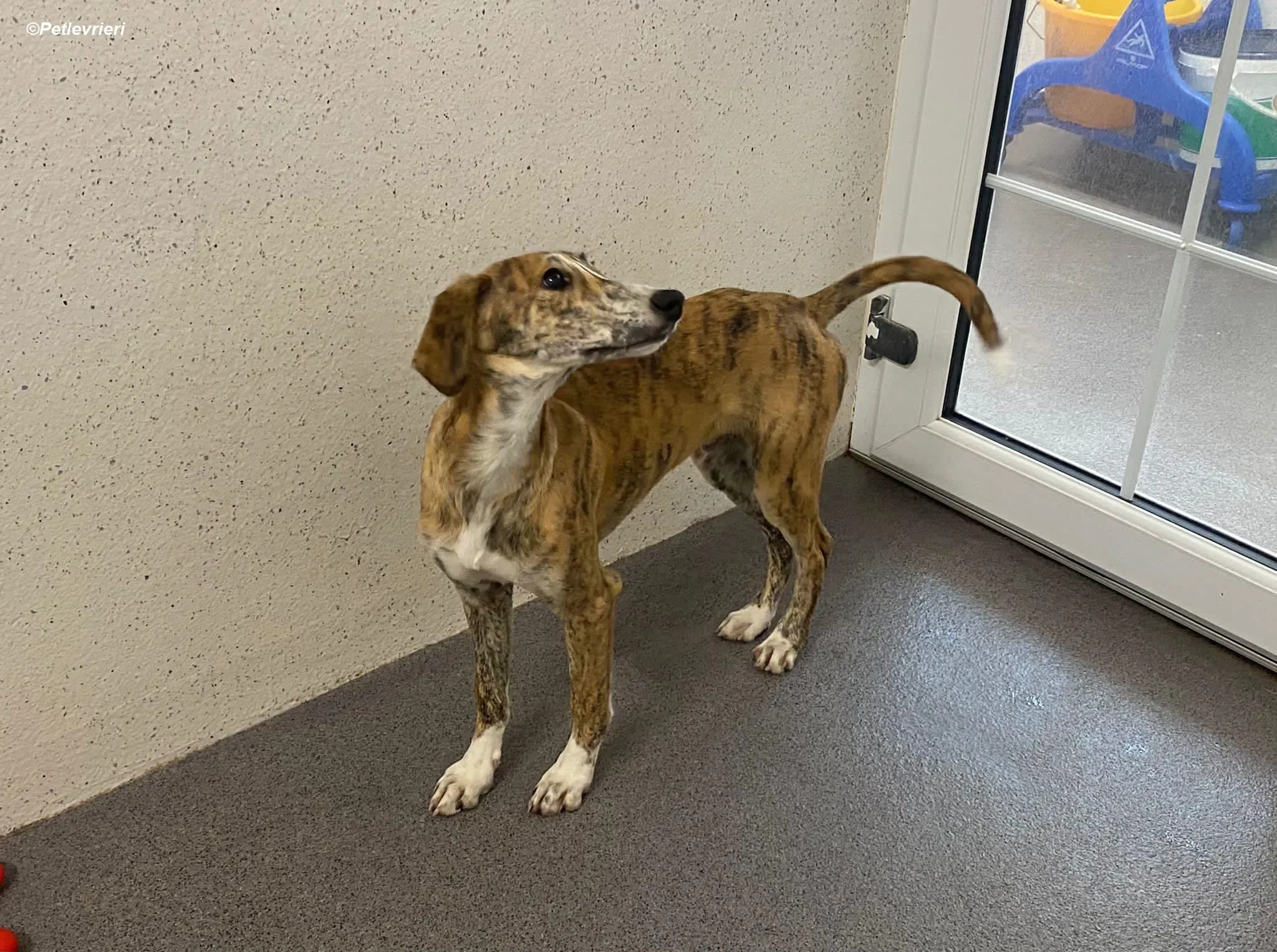 Hugo adozione levrieri greyhound 13