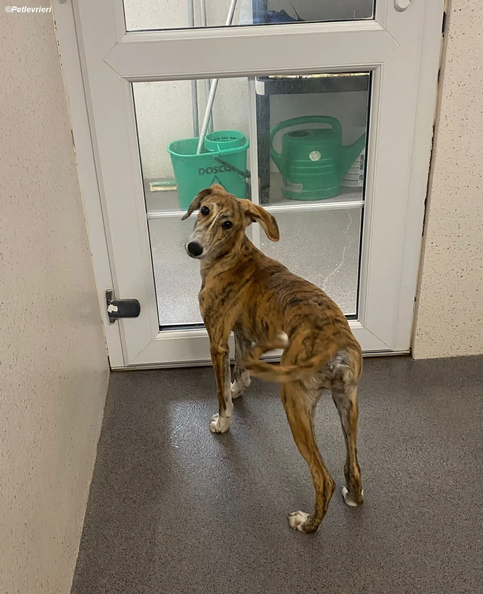 Hugo adozione levrieri greyhound 14